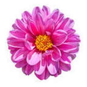 Profile photo of Michal Peri